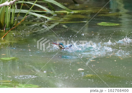 カワセミの水中ダイブ、水浴び、飛翔 102708400