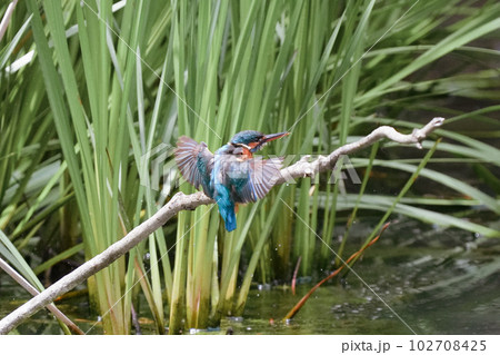 カワセミの水中ダイブ、水浴び、飛翔 102708425