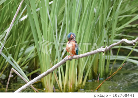 池の止まり木で飛び込みの準備をするカワセミ 102708441