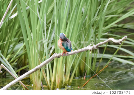 池の止まり木で飛び込みの準備をするカワセミ 102708473