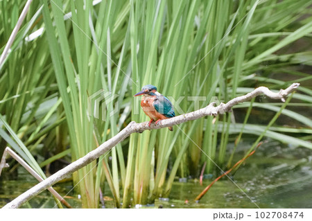 池の止まり木で飛び込みの準備をするカワセミ 102708474