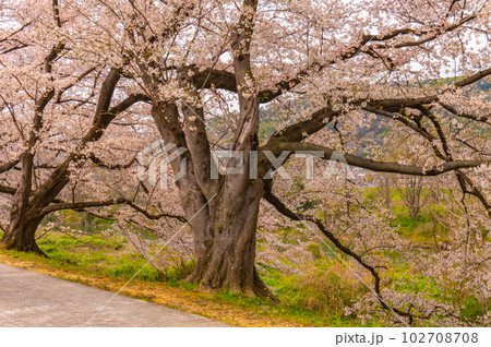 【京都風景】背割堤　ソメイヨシノの圧巻大パノラマ 102708708