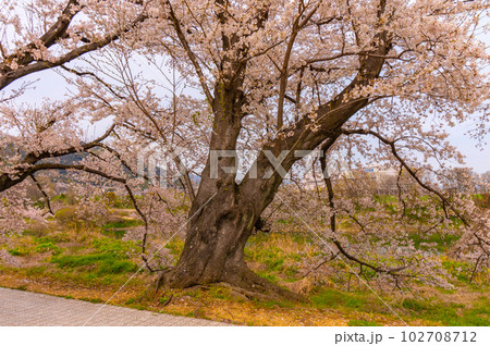 【京都風景】背割堤　ソメイヨシノの圧巻大パノラマ 102708712