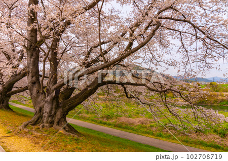 【京都風景】背割堤　ソメイヨシノの圧巻大パノラマ 102708719