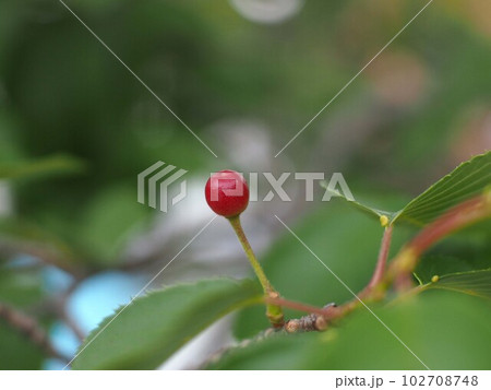 ソメイヨシノのサクランボ(神田公園の桜の実のクローズアップ) ソメイヨシノのサクランボ(神田公園の桜の実のクローズアップ) 102708748