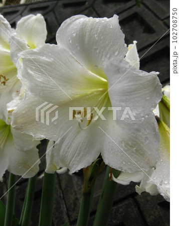 雨の日の白ユリ・・・。 雨の日の白ユリ・・・。 102708750
