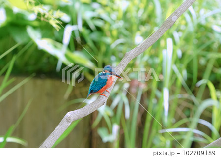 枝の上から獲物を探すカワセミ 102709189