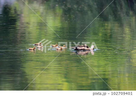 カルガモの親子　イメージ 102709401