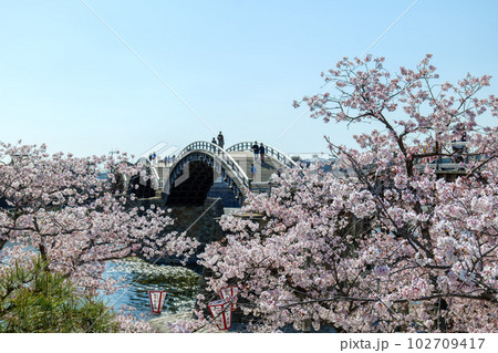 錦帯橋の桜 102709417