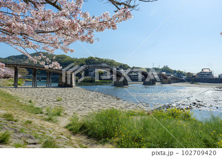 錦帯橋の桜 102709420