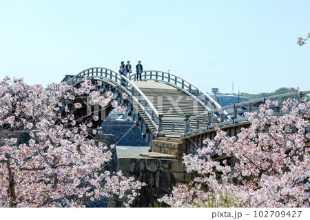 錦帯橋の桜 102709427