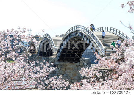 錦帯橋の桜 102709428
