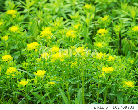 ノウルシの花 ノウルシの花 102709533