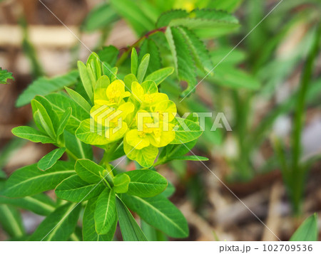 ノウルシの花 ノウルシの花 102709536