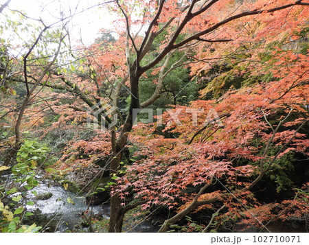 丸尾滝 鹿児島県霧島市牧園町高千穂丸尾 11月 丸尾滝 鹿児島県霧島市牧園町高千穂丸尾 11月 102710071