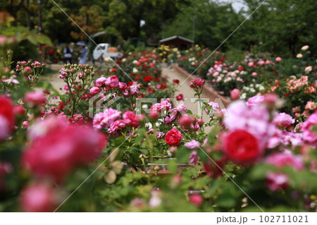 満開のバラ園のバラの花 満開のバラ園のバラの花 102711021