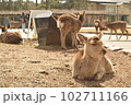 シカの昼寝（奈良公園） 102711166
