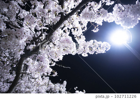 満開の夜桜(三重県鈴鹿市) 102711226
