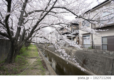 満開の桜　十四川にて(三重県四日市市) 102711266