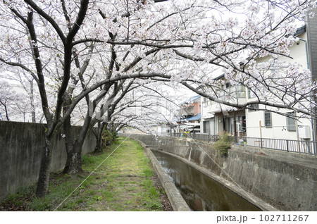 満開の桜　十四川にて(三重県四日市市) 102711267
