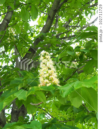 トチノキの花 トチノキの花 102711729
