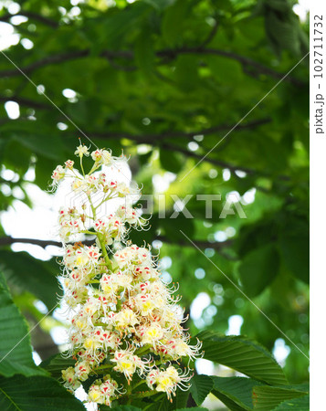 トチノキの花 102711732