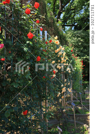 バラの風景 102711781