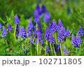 ムスカリ 102711805