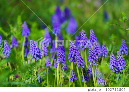 ムスカリ 102711805