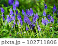 ムスカリ 102711806
