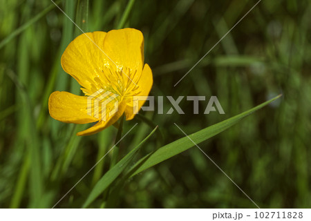 Blooming buttercup, Ranunculus flower in Prague Stromovka. 102711828
