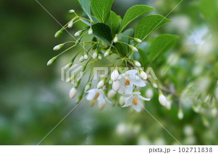 白い花を吊り下げて咲くエゴノキ 白い花を吊り下げて咲くエゴノキ 102711838