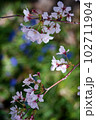 ソメイヨシノ 102711904