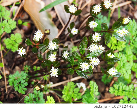 ヒトリシズカの花 102712445