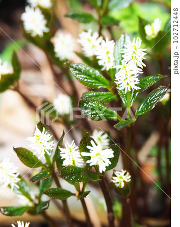 ヒトリシズカの花 ヒトリシズカの花 102712448