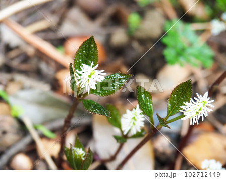 ヒトリシズカの花 102712449