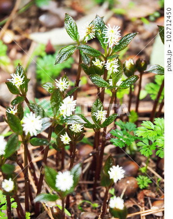 ヒトリシズカの花 ヒトリシズカの花 102712450