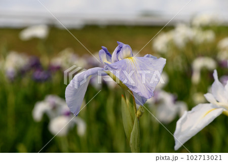 あやめの花 あやめの花 102713021