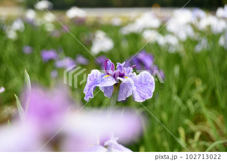 あやめの花 あやめの花 102713022