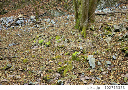 丹沢山地の菰釣山 晩秋のブナ沢 丹沢山地の菰釣山 晩秋のブナ沢 102713328