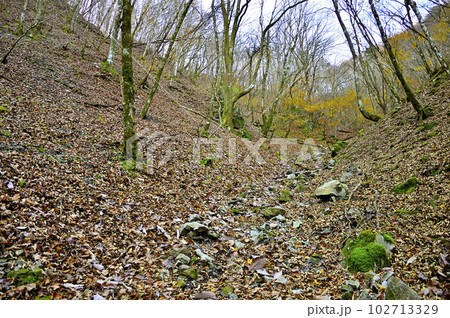丹沢山地の菰釣山　晩秋のブナ沢の山道 102713329