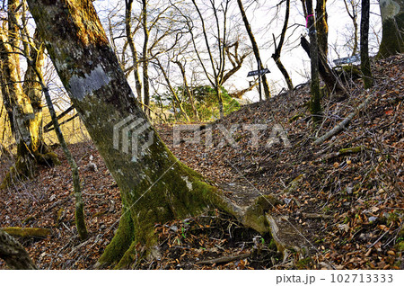 丹沢山地の菰釣山　甲相国境尾根のブナ沢乗越 102713333