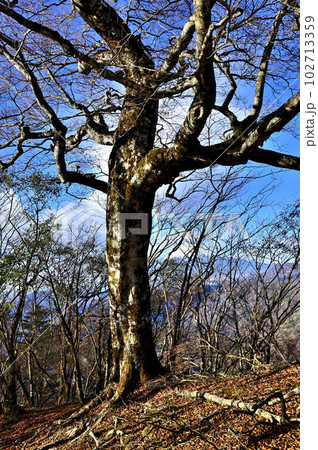 丹沢山地の菰釣山山頂のブナ 102713359
