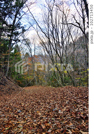 丹沢山地の菰釣山　林道埋める落葉 102713450