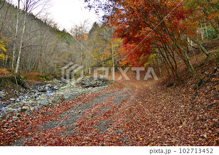 丹沢山地の菰釣山　サガセ西沢の紅葉 102713452