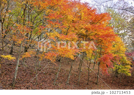 丹沢山地の菰釣山　サガセ西沢　山の彩り 102713453