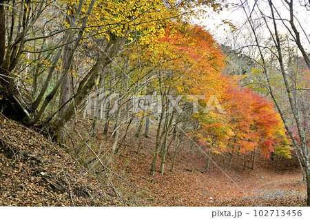 丹沢山地の菰釣山　紅葉の山道 102713456