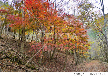丹沢山地の菰釣山　紅葉の山道 102713457