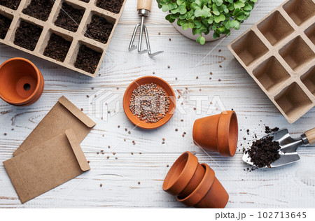 Gardening concept, planting at home Gardening concept, planting at home 102713645