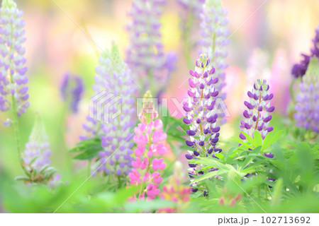 ルピナス 102713692